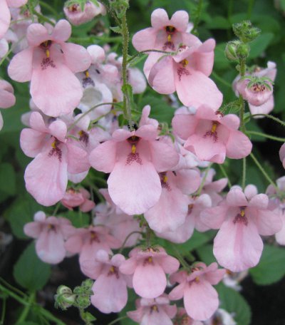 Diascia vigilis McB2903 